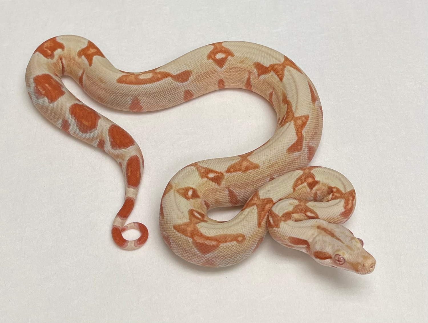 Lipstick Sunglow Boa Constrictor by Motion Reptiles MorphMarket