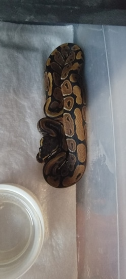 Normal Ball Python by A's Awesome Pythons