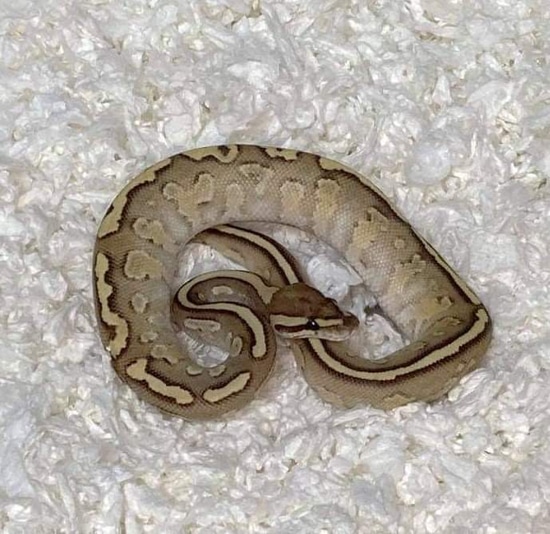 Nuclear Grim Ball Python by Python in a Pear Tree