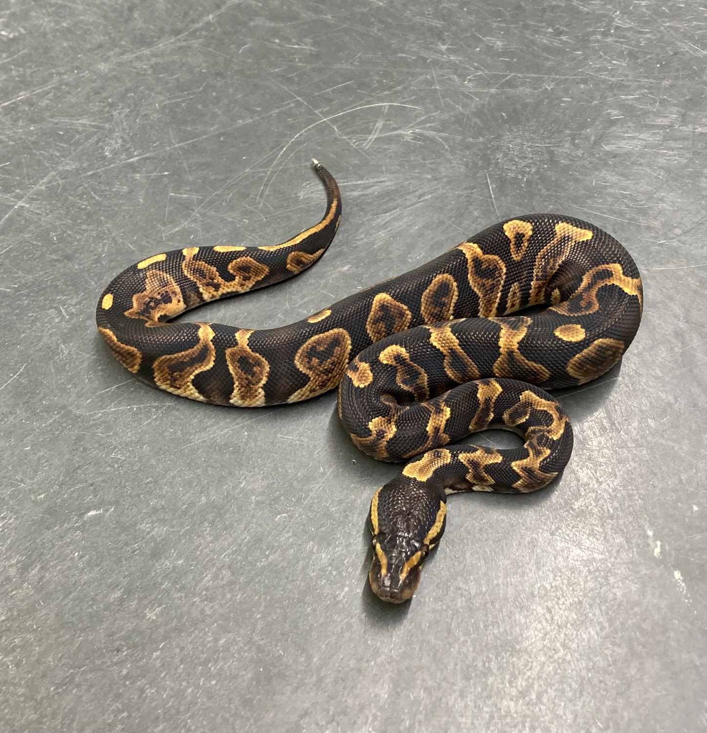 GHI Het Pied Ball Python by Python in a Pear Tree MorphMarket