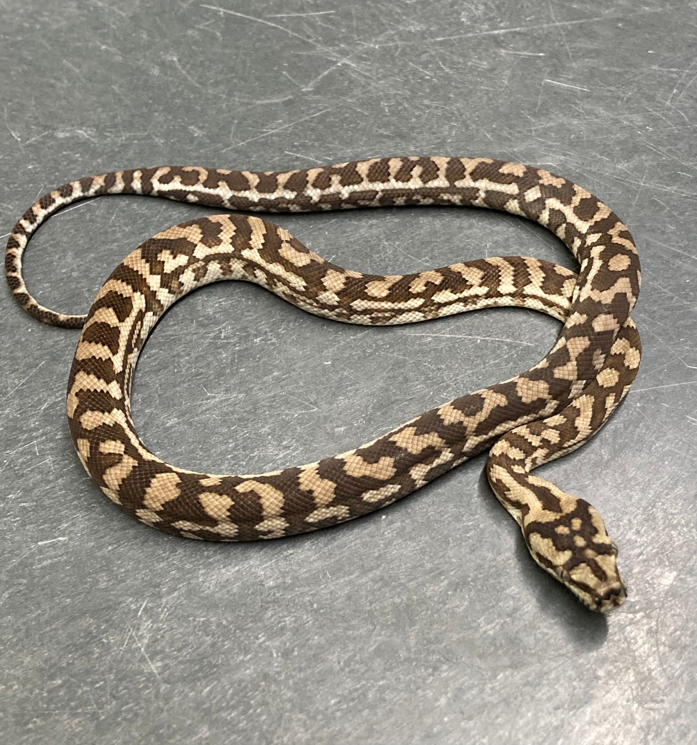 Caramel Het Axanthic Coastal Carpet Python by Python in a Pear Tree ...