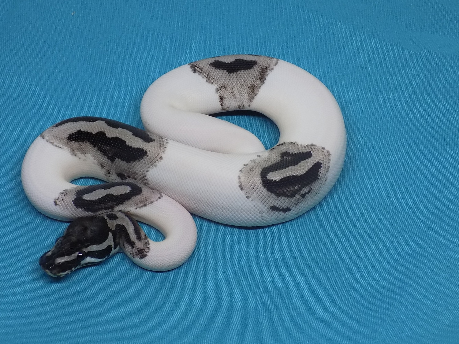 MJ Lightning Pied Ball Python by Marty's Morphs - MorphMarket