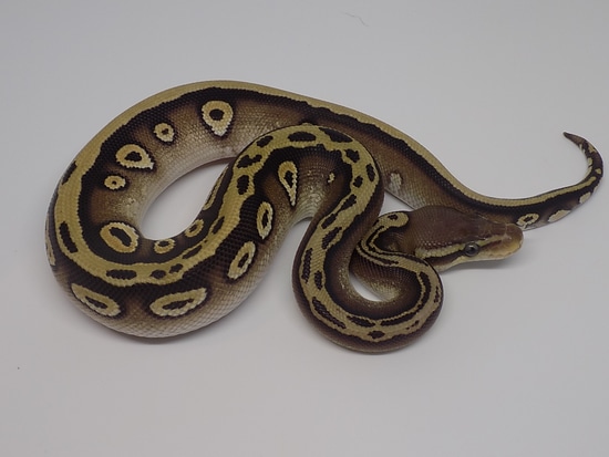 Black Entity Sugar Ball Python by Marty's Morphs