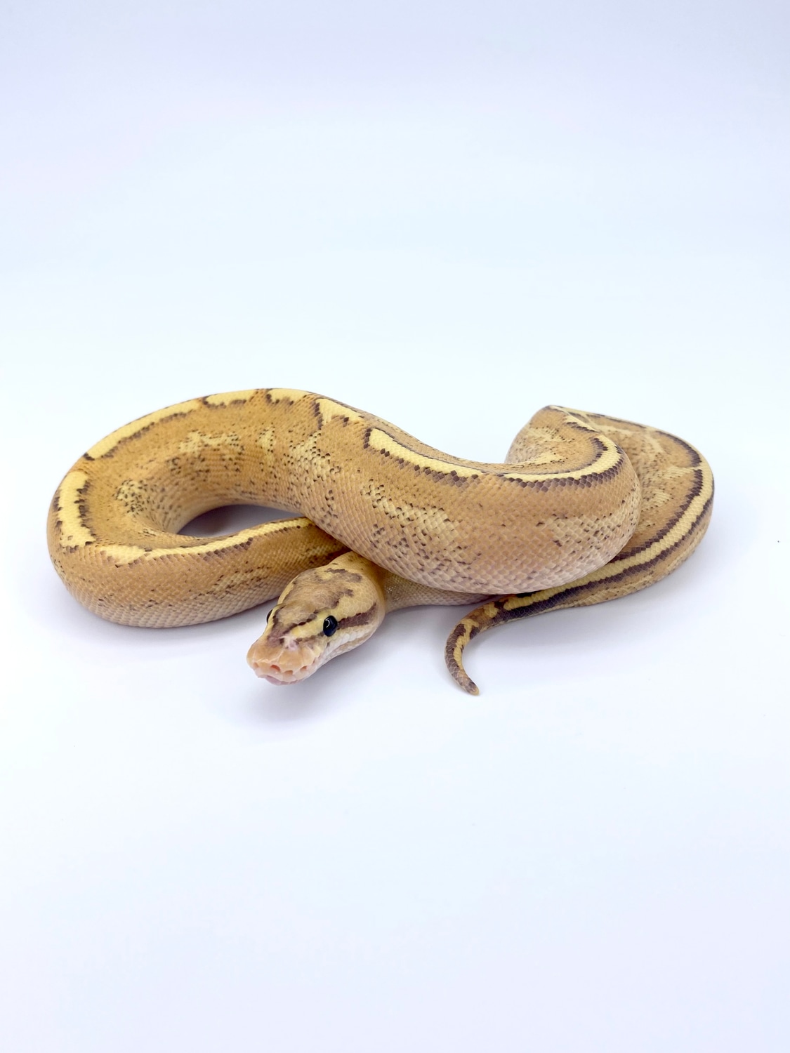Puma Or Super Spark Ball Python by Redline Pythons - MorphMarket