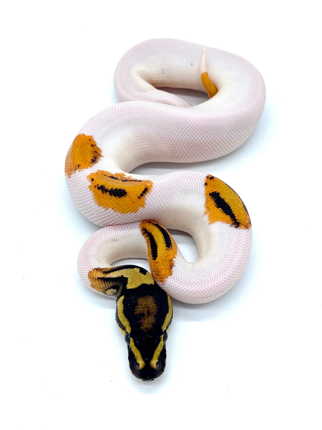 Orange Dream Yellowbelly Gene X Pied Ball Python by Redline Pythons ...