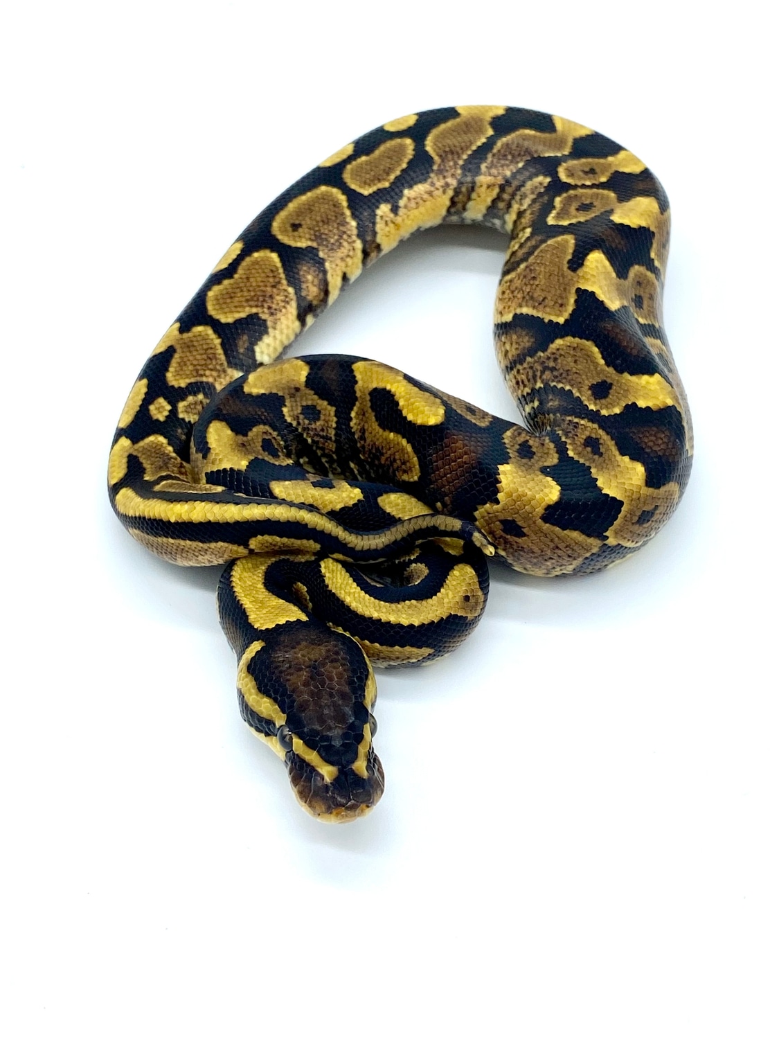 Orange Dream Yellowbelly Or Spark Het Ultramel Ball Python by Redline ...