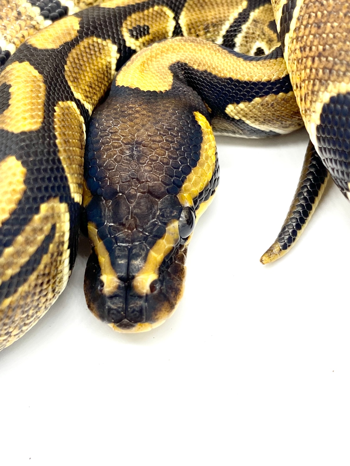 Het Pied Ball Python by Redline Pythons - MorphMarket