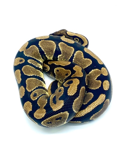 Yellowbelly Or Spark Proven Breeder Ball Python by Redline Pythons