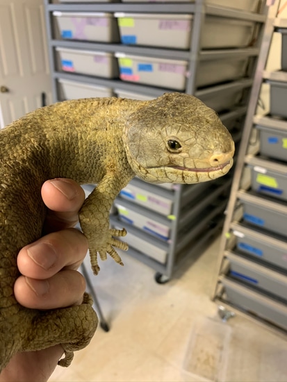 Adult Male Monkey Tailed Skinks Monkey-Tailed Skink by Buchanan ...