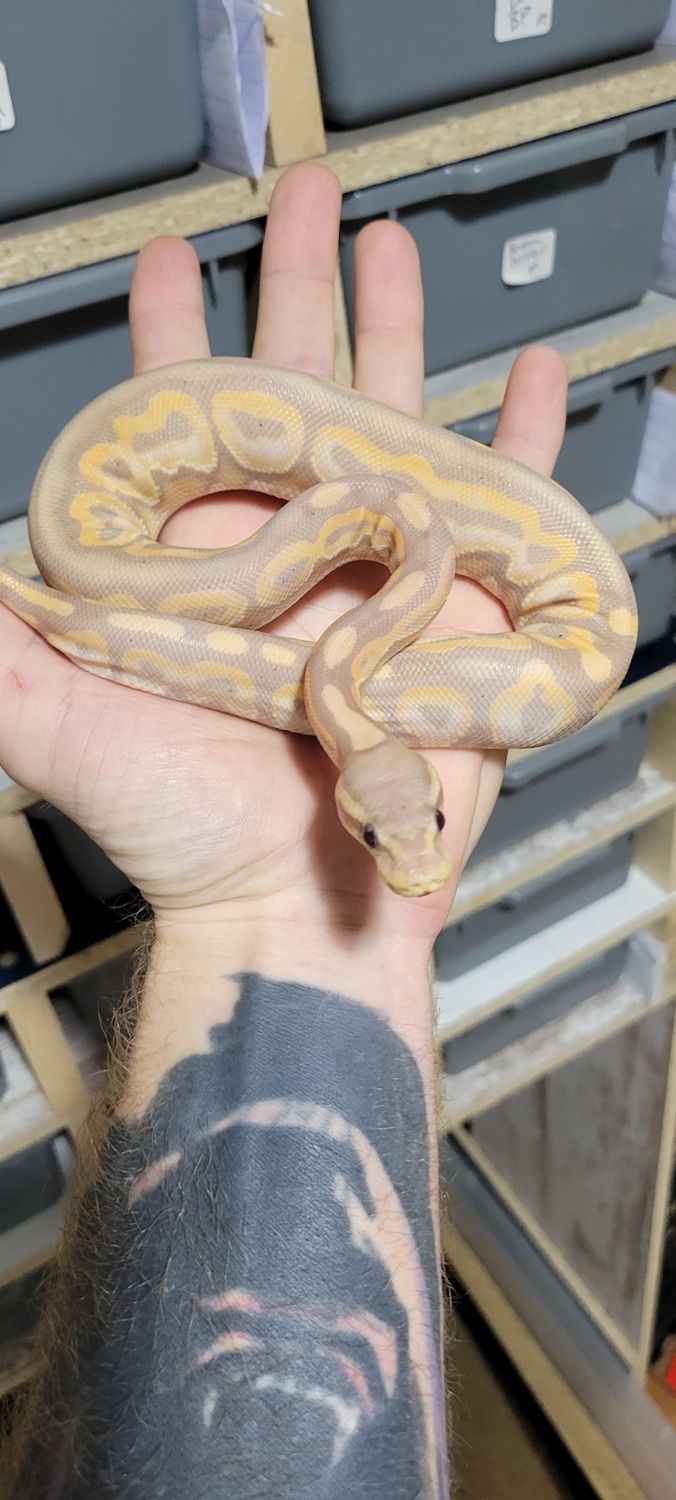 Banana Cinnamon Ball Python by Mr. Critters MorphMarket