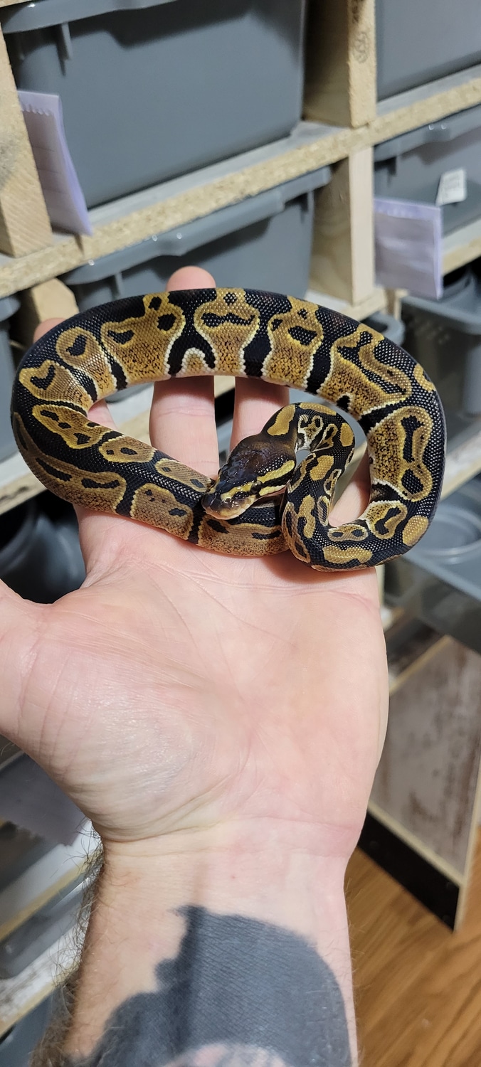 Het Pied Het Candy Ball Python by Mr. Critters - MorphMarket