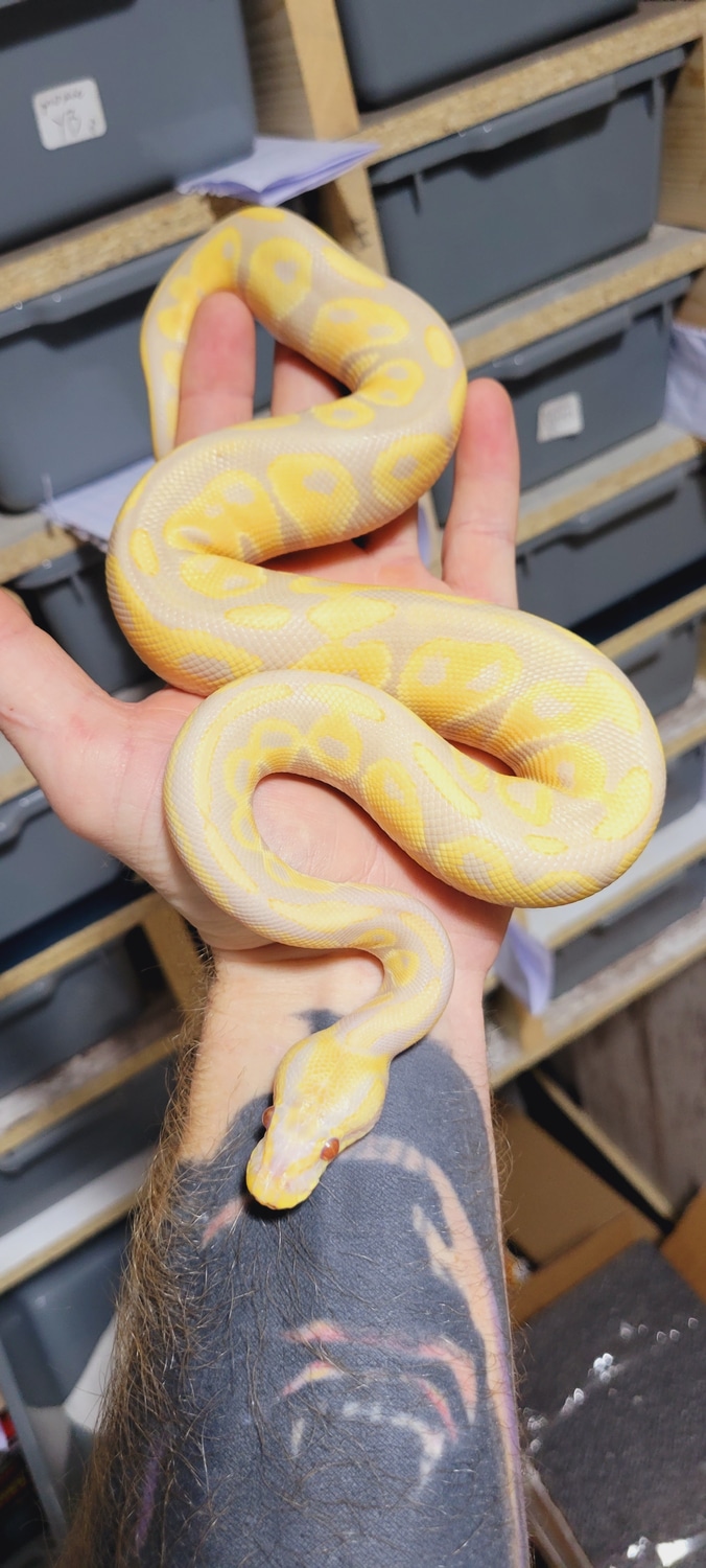 HRA/Cinnamon Candino 50% Het Pied Ball Python by Mr. Critters - MorphMarket