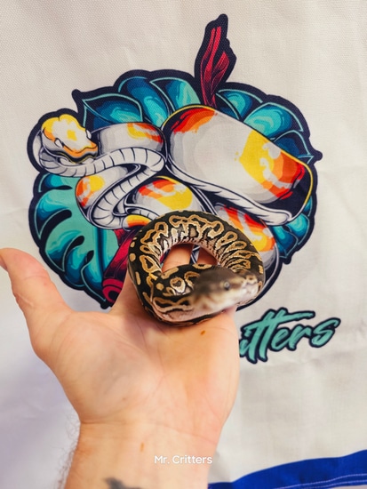 Cinnamon Ball Python by Mr. Critters