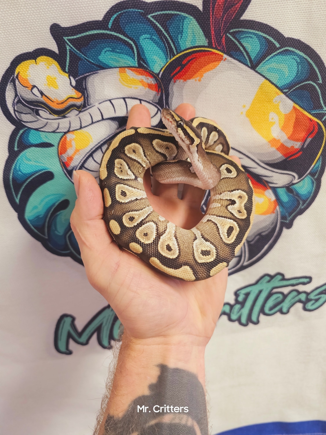 Mojave Ball Python by Mr. Critters - MorphMarket