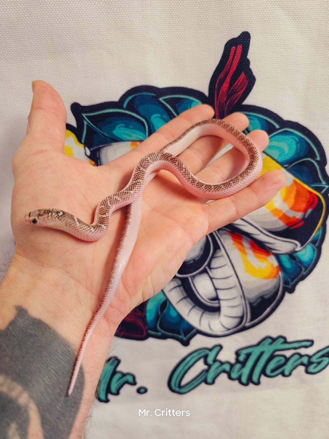 White Sided Brooks' Kingsnake by Mr. Critters MorphMarket
