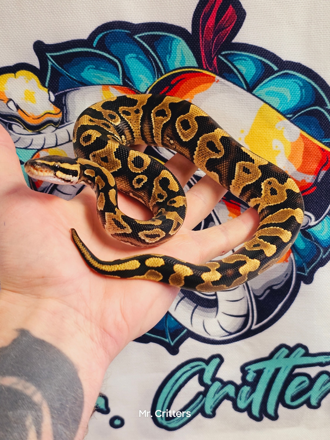 Chocolate Yellowbelly Ball Python by Mr. Critters - MorphMarket