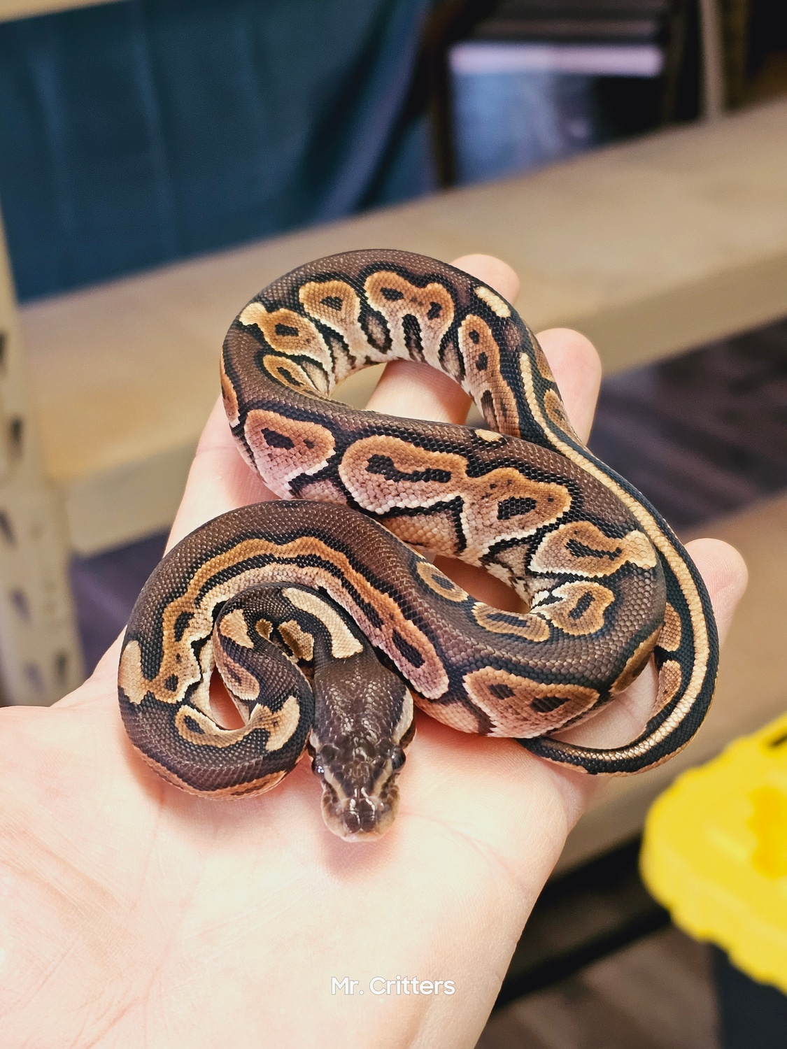Cinnamon Ball Python by Mr. Critters - MorphMarket