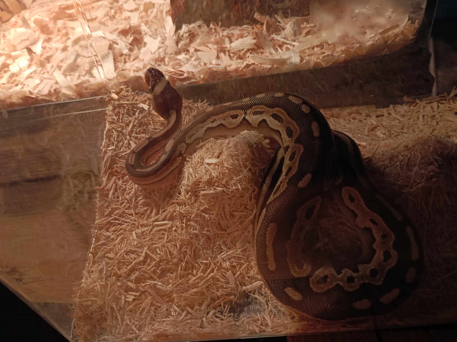 Cinnamon Pastel Ball Python by Snake Heaven - MorphMarket