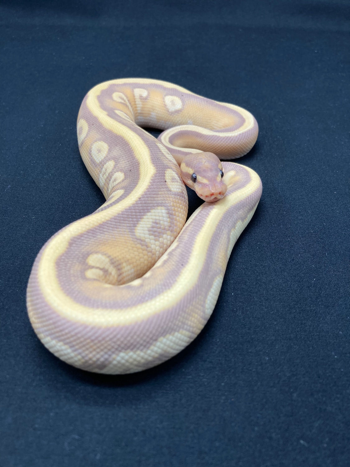 Banana Mojave Gold Blush Yellow Belly Het Pied Ball Python by LoneWolf