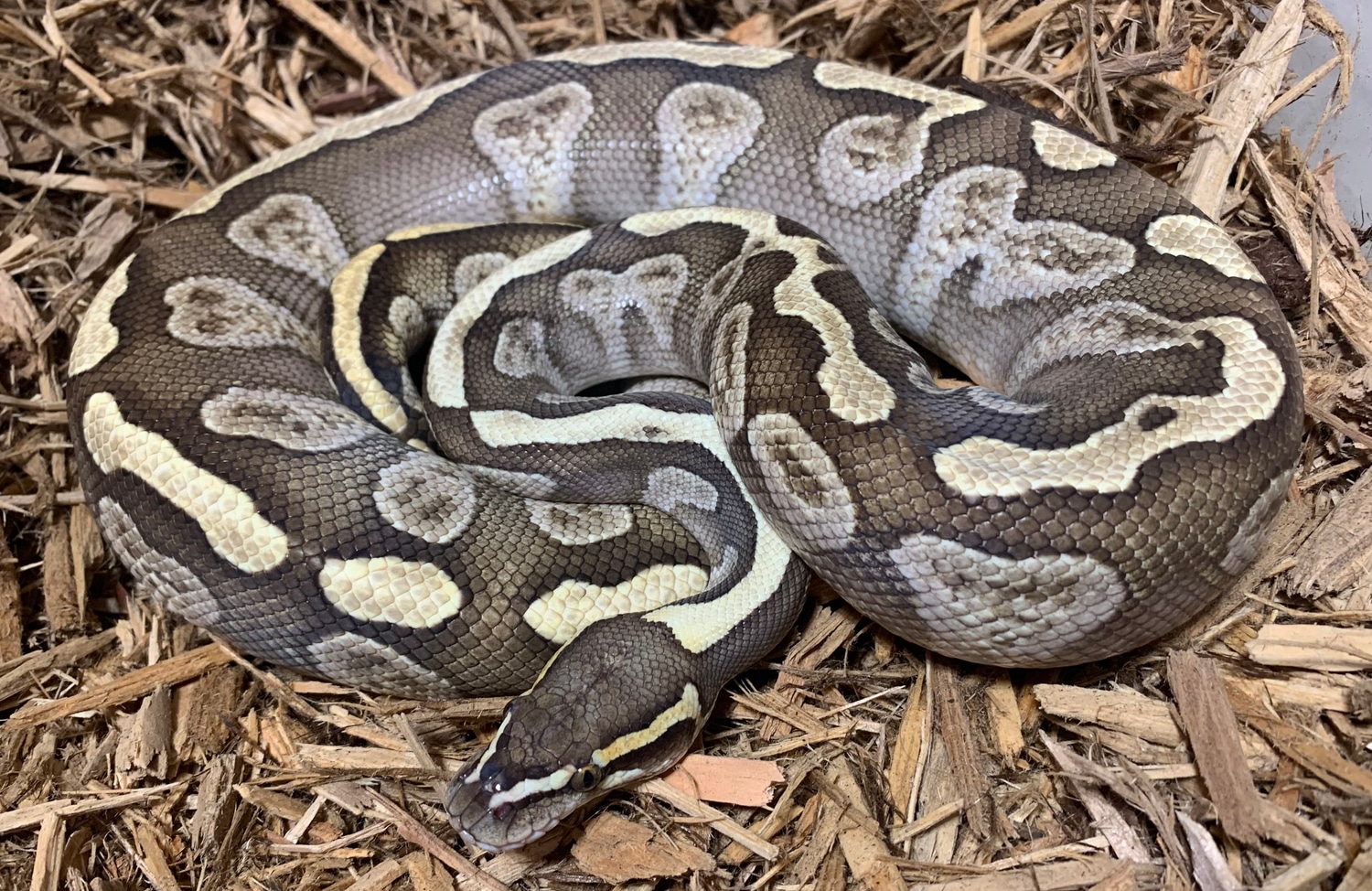 GHI Lesser Ball Python by For Anyone Ball Pythons - MorphMarket