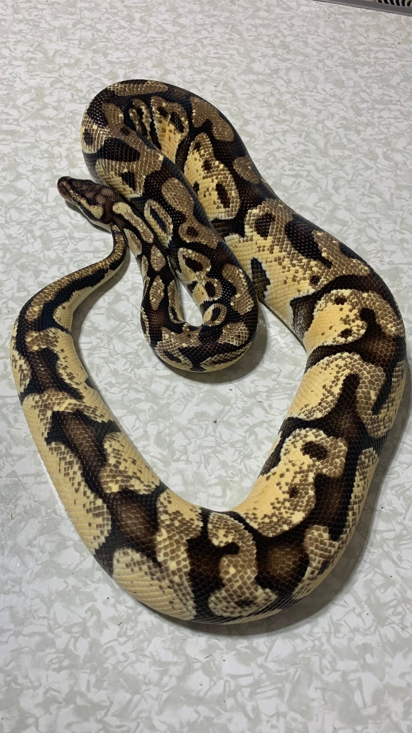 Pastel Enchi Orange Dream Ball Python by For Anyone Ball Pythons ...