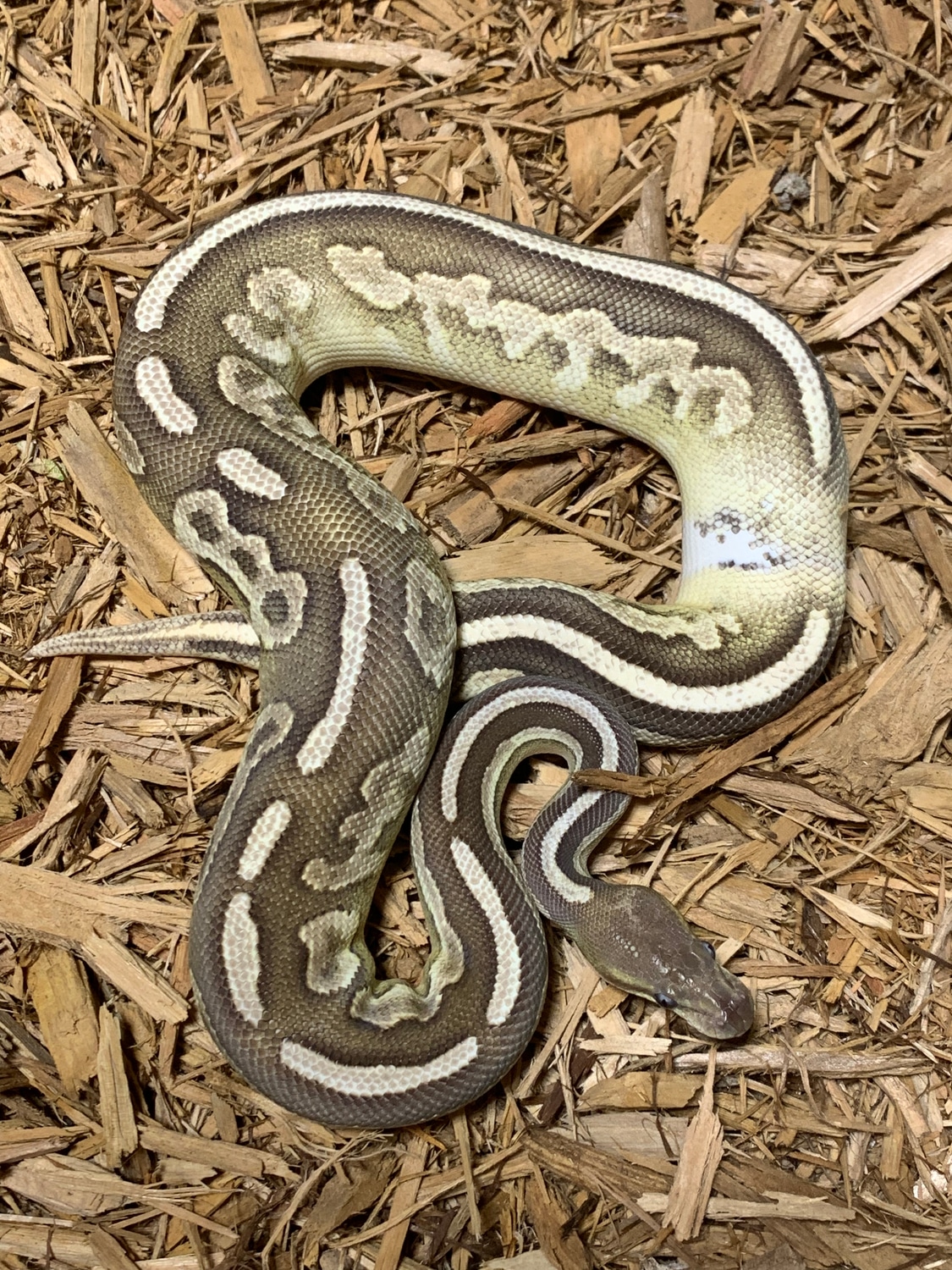 Mojave Black Pastel Ringer Ball Python by For Anyone Ball Pythons ...