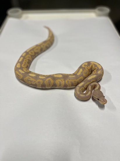 Banana Cinnamon Ball Python by Noriega Pythons