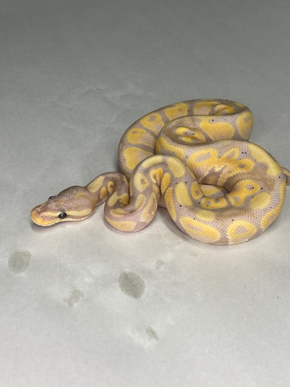 Banana Ball Python by Noriega Pythons
