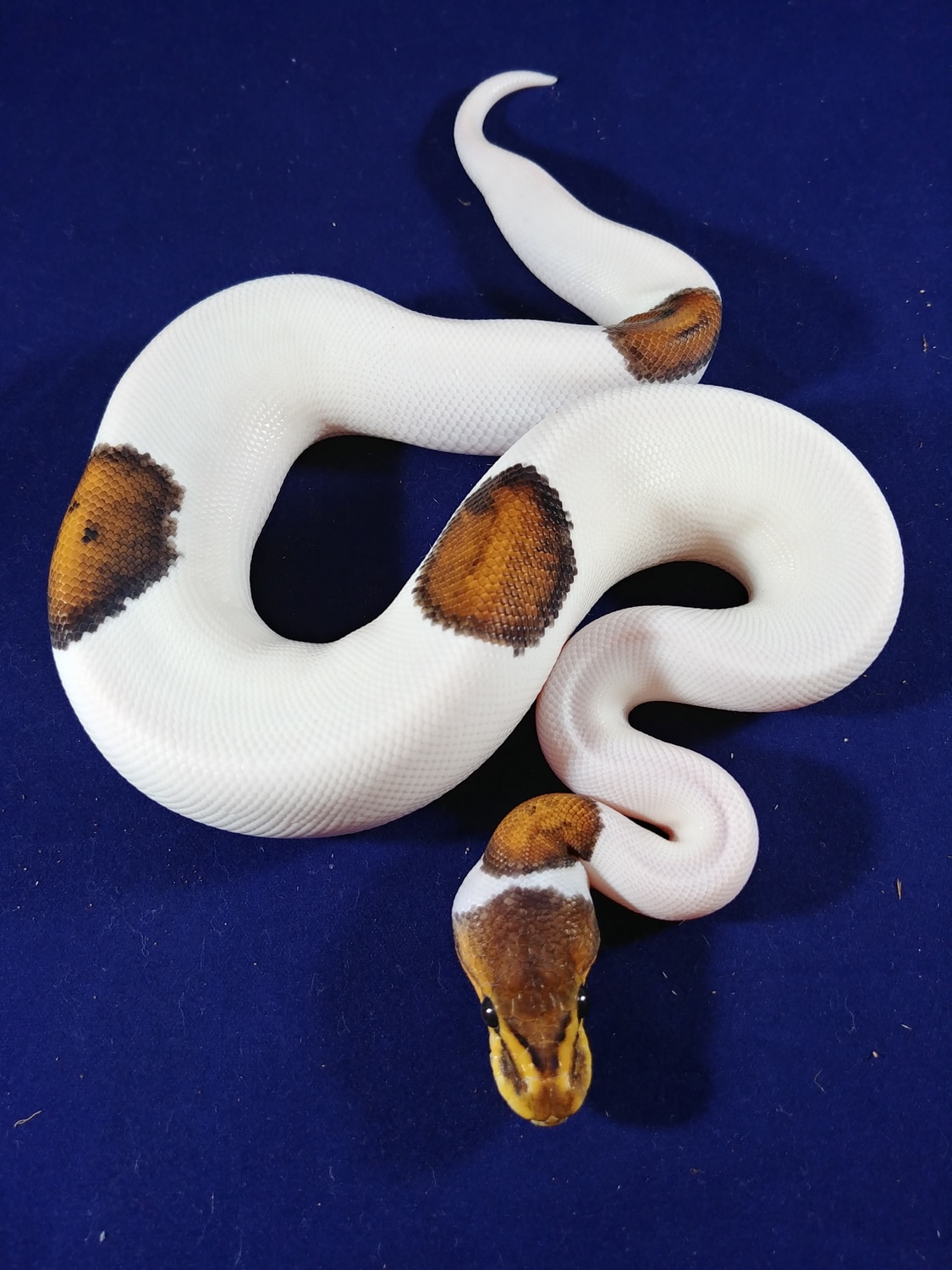 Black Pastel Pied Ball Python by Krazy Kris Ball Pythonz - MorphMarket