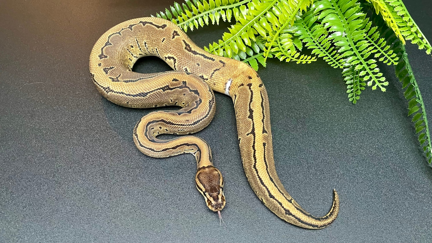 Pinstripe DH Axanthic TSK / Piebald Ball Python by TSM MorphMarket