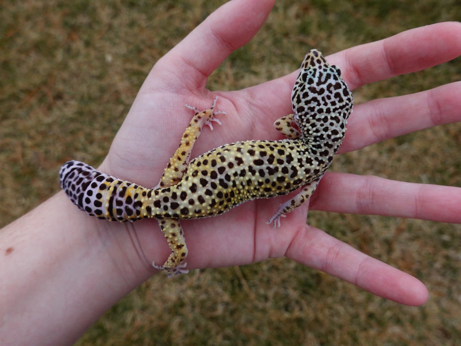 Ready To Breed Hyper Xanthic Pos Melanistic Pos H/Y Leopard Gecko by ...