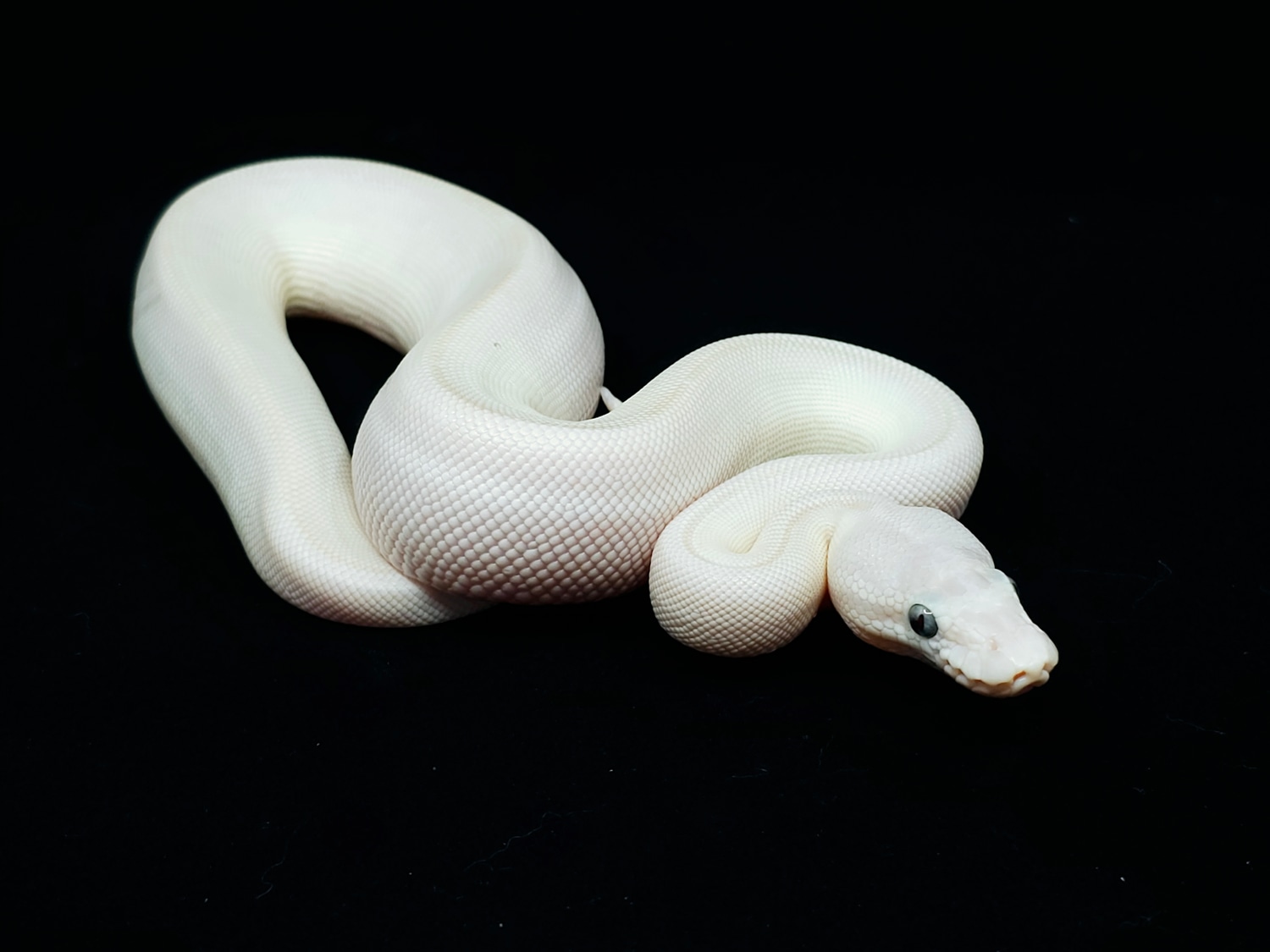 Blue Eyed Leucistic (Super Russo X Butter/Mojave) Ball Python by ...