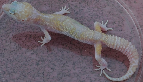 Mack Snow RAPTOR Leopard Gecko by M.S. Farms Exotics