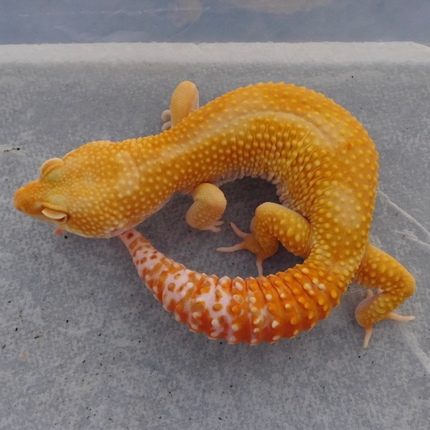 Mader's Reptile and Amphibian 獣医　エキゾチック Mader's Reptile and Amphibian Medicine and Surgery
