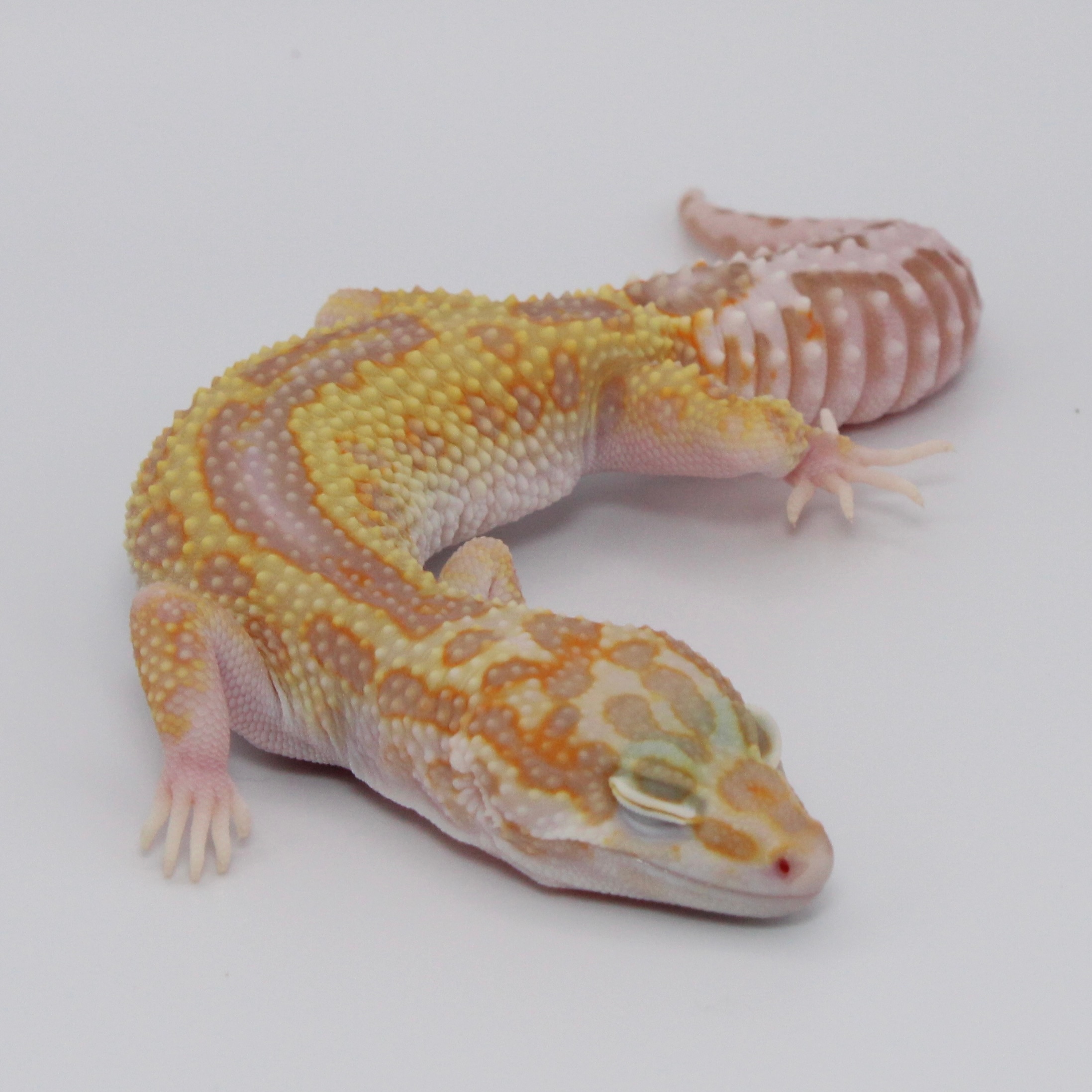 Mader's Reptile and Amphibian 獣医　エキゾチック Mader's Reptile and Amphibian 獣医 エキゾチック
