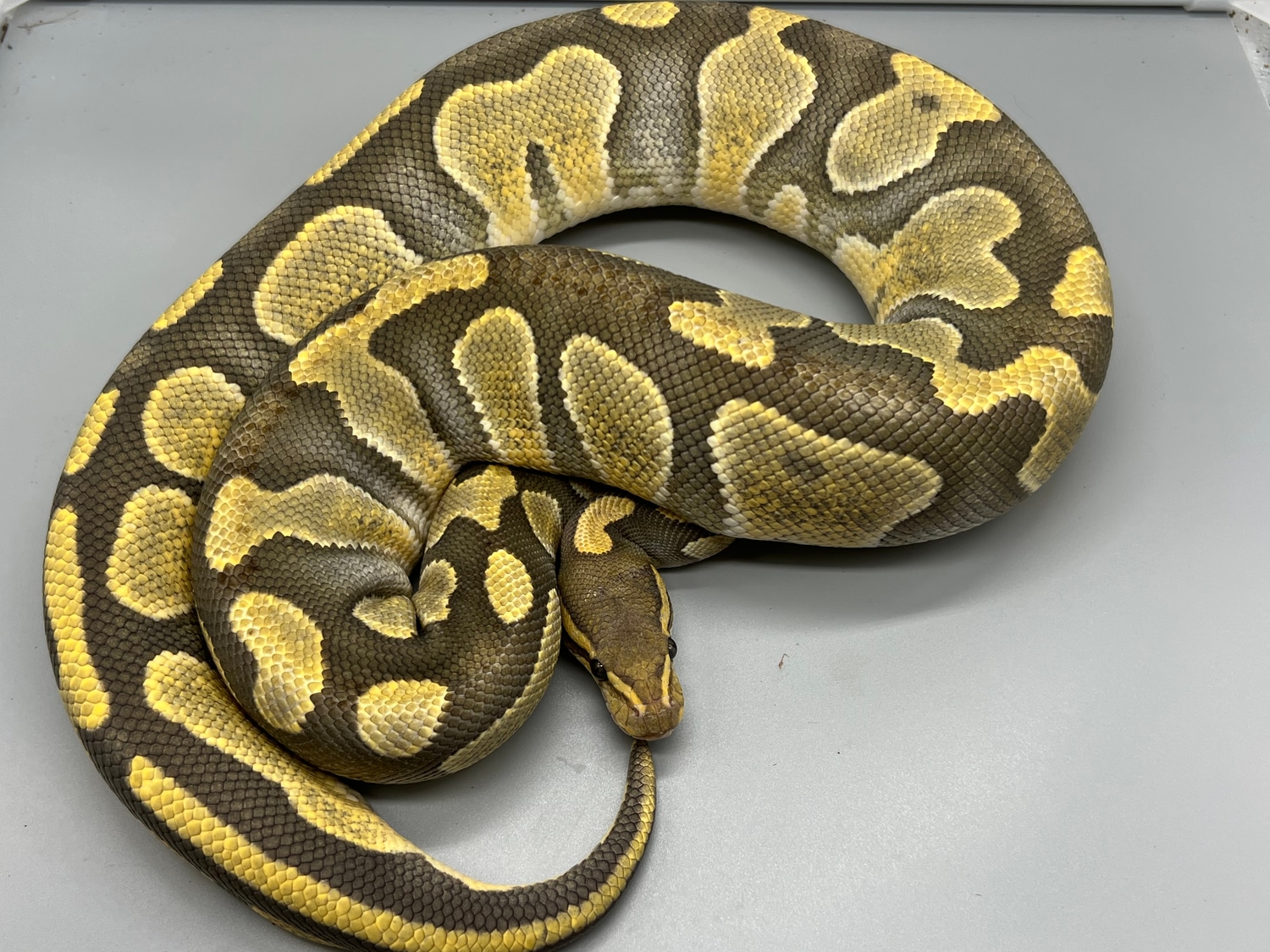 Chocolate Enchi Hypo Ball Python by Matt Sommers Reptiles, Inc ...