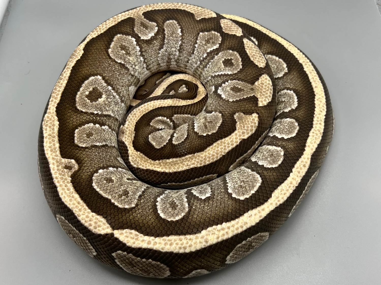 Fire Mojave Ball Python by Matt Sommers Reptiles, Inc. - MorphMarket