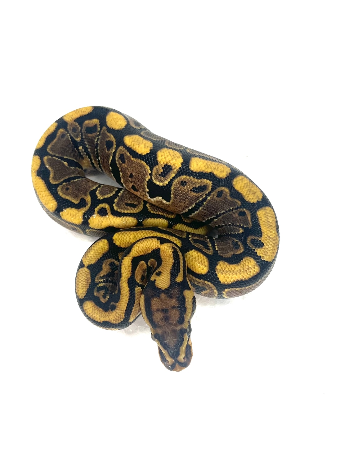 Spotnose Het Clown Pos Het Piebald Ball Python by MILS Snakes - MorphMarket