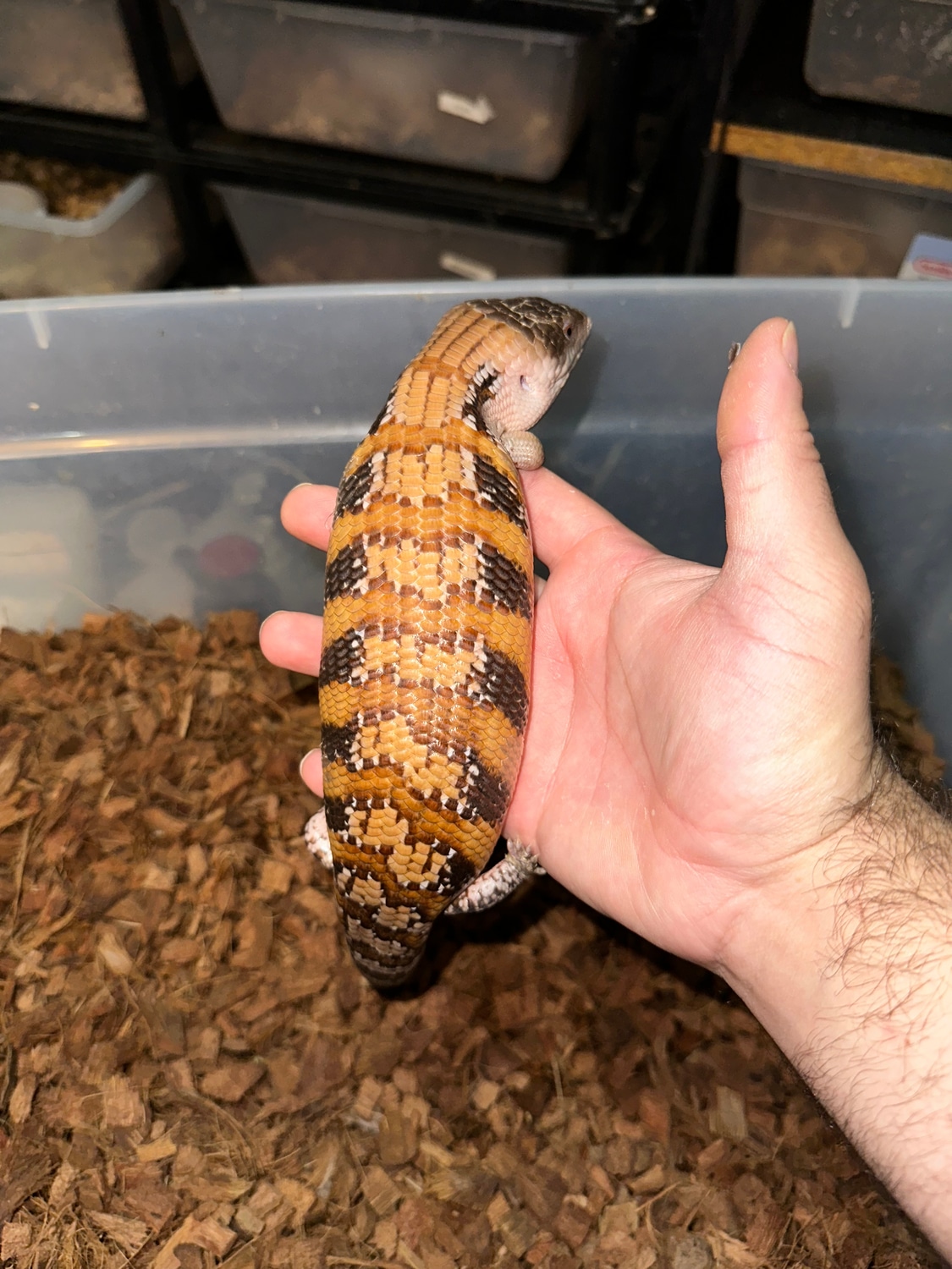 Northern Blue Tongue Skink Northern BlueTongued Skink by Cold Blooded Connoisseurs MorphMarket