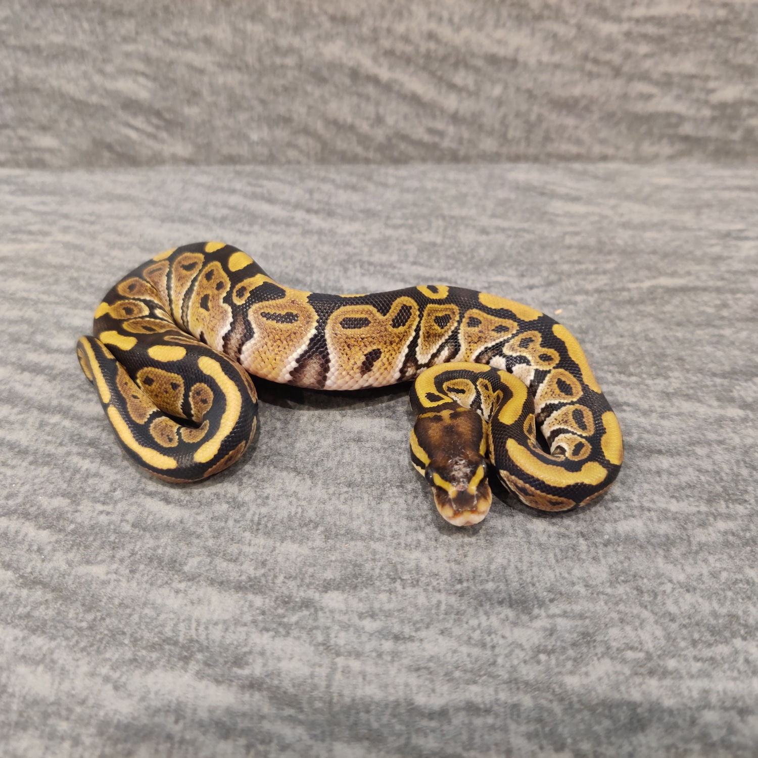 Ahi Ball Python by Mutated Genetics - MorphMarket