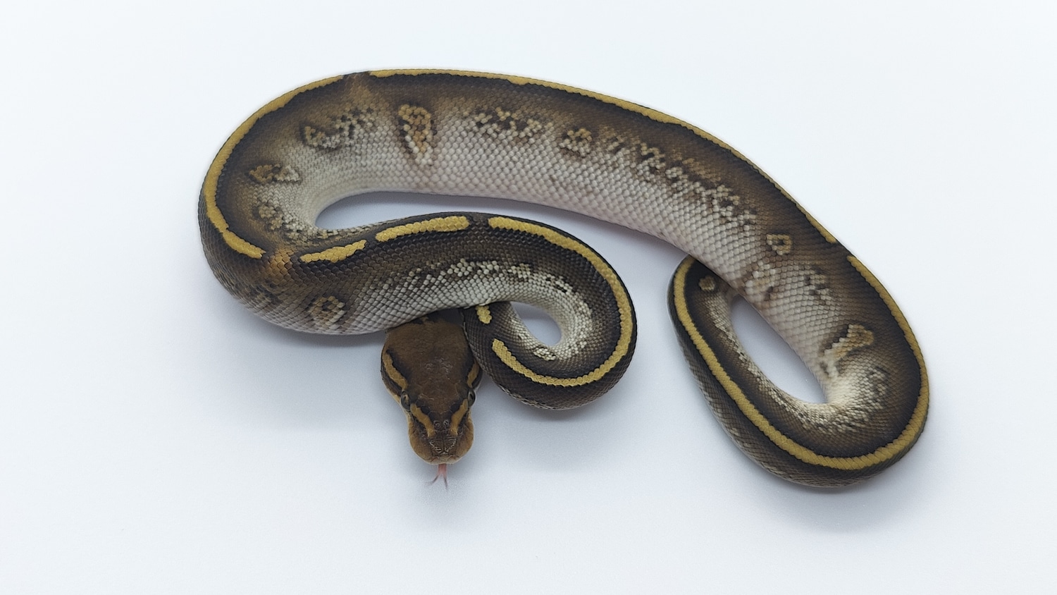 Lesser Stranger Het Clown Ball Python by Mutated Genetics - MorphMarket