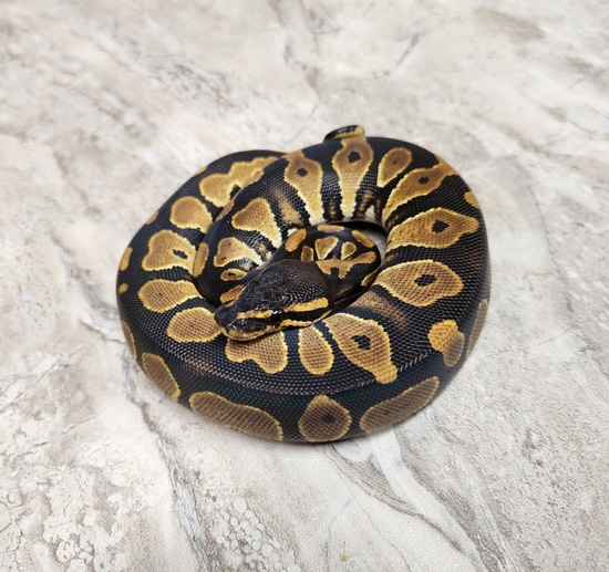 Blackhead Het Desert Ghost Ball Python by The Ball Python Project