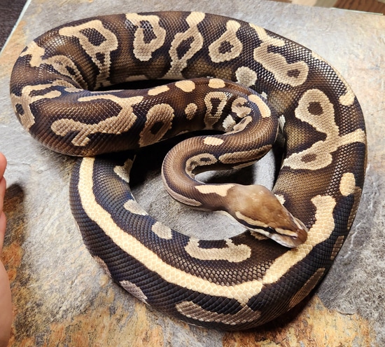 Proven Leopard Phantom Ball Python by The Ball Python Project