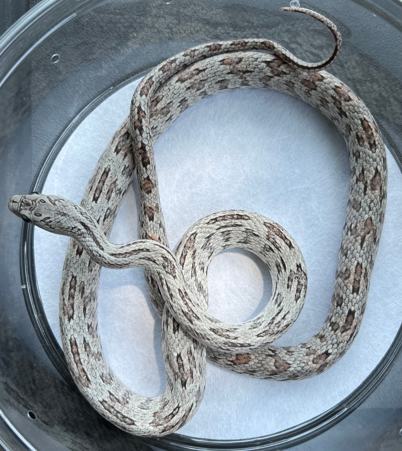 Shatter Tessera Male Corn Snake by Colubrid Curiosities MorphMarket