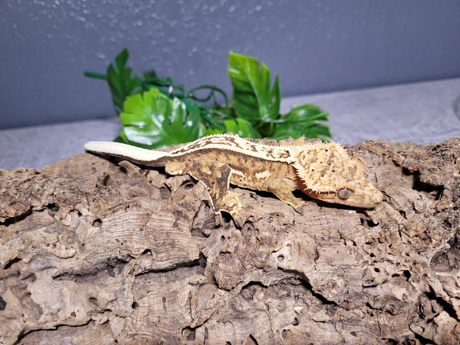 Yellow Pin Male Crested Gecko by MKS Reptiles MorphMarket