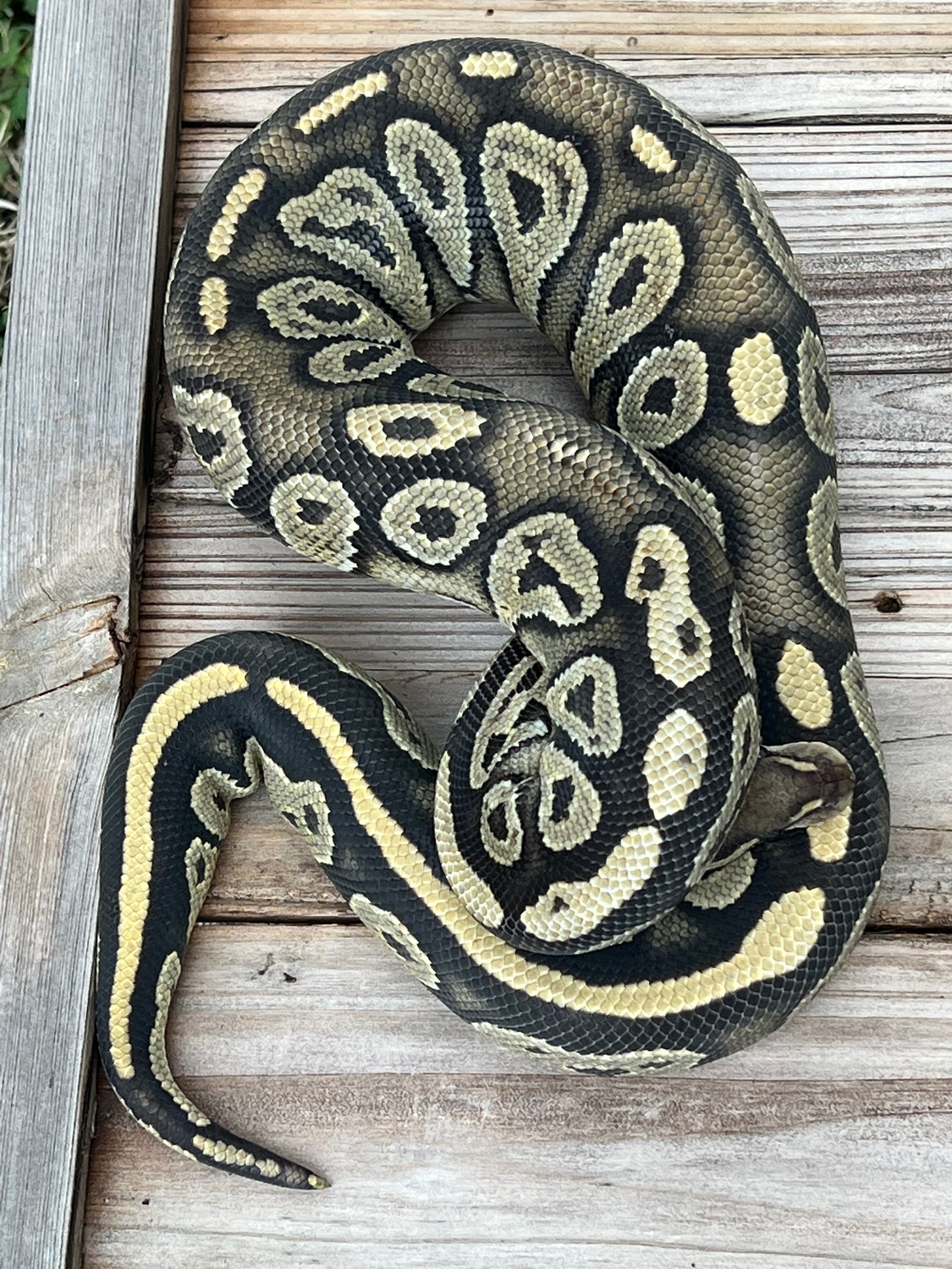 Blackhead Hypo Ball Python by High Line Reptiles MorphMarket