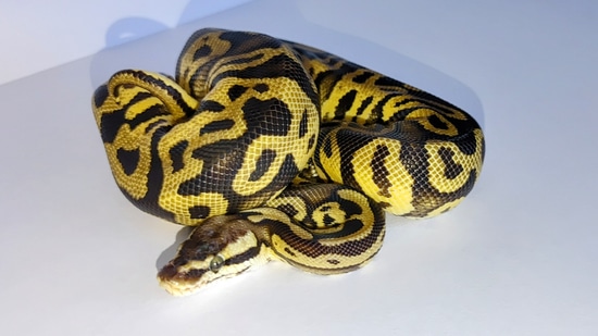 Leopard Pastel Fire Poss YB Ball Python by Turbo Bros Ball Pythons