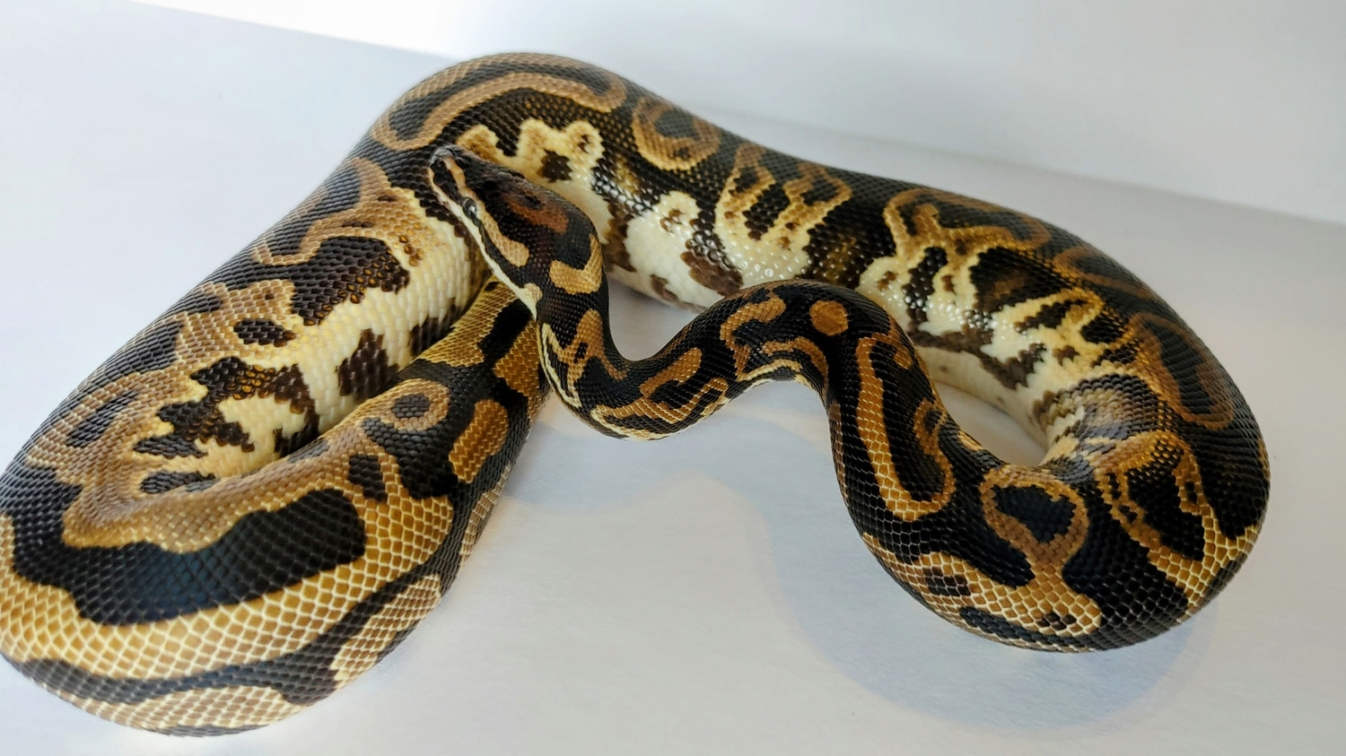 Leopard, 100% Pied, Possible Het VPI Ball Python by Turbo Bros Ball ...