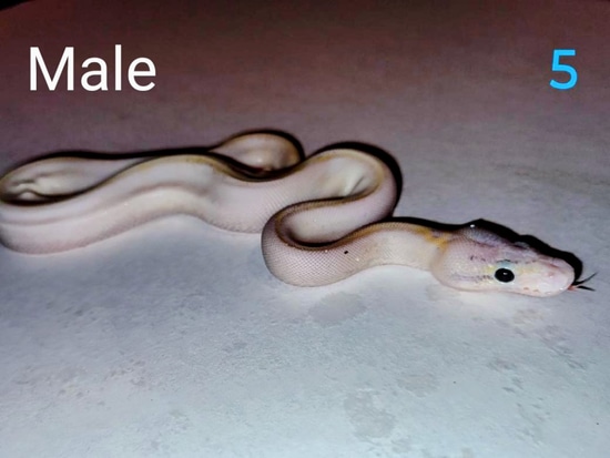 Ivory Pos Pastel/enchi/fire 50% Pied Ball Python by Turbo Bros Ball Pythons