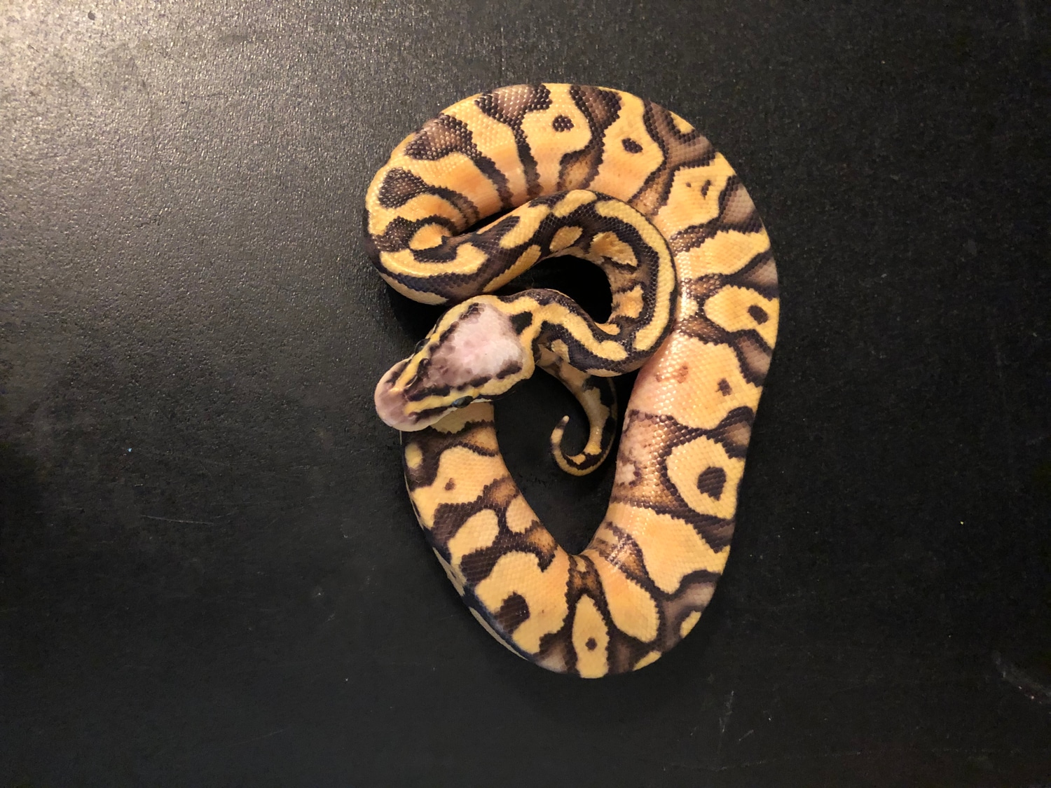 Super Pastel Enchi 100% Het Hypo Ball Python by Muddywater Reptiles ...
